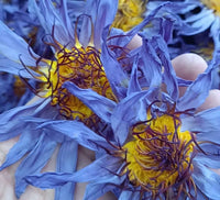 Organic Blue Lotus Flower — Single - Abundance